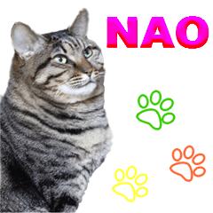 tabby cat "NAO" 2