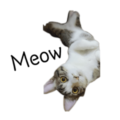 Mimi Ccat