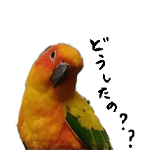 animal photos