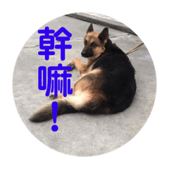 咪Q利