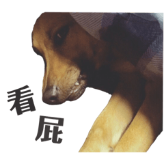 卡布是我