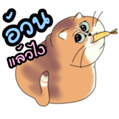 Fat cat Maegju Thai