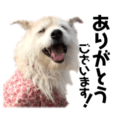 Terrier mix dog Toichi stickers