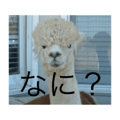 alpaca stamps