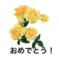 yasuおばさんの薔薇のささやき3