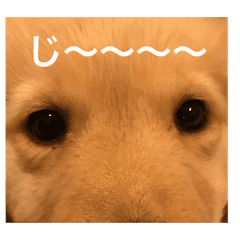 ゴールデンレトリバー 子犬編 のスタンプ Line スタンプ Line Store ゴールデンレトリバー 子犬編 のスタンプ Line スタンプ Line Store