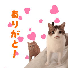 3 cats Sticker