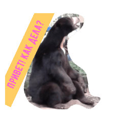 Bear (Russian)