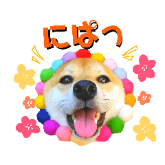 柴犬チャーミー Line スタンプ Line Store 柴犬チャーミー Line スタンプ Line Store