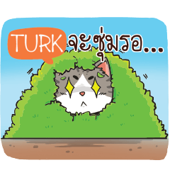 TURK cheeky cat e