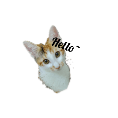 帥哥與貓咪