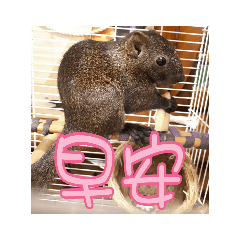 松鼠妹妹小白大字貼