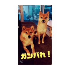 NON Maru 2