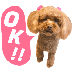 toy poodle choco 1