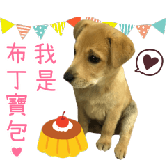 療癒系小布丁!