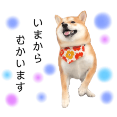 shibainu menma