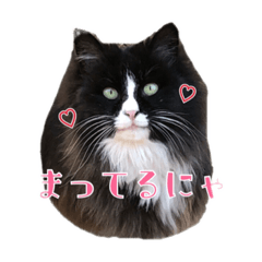 cat cat nya