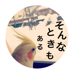 Everyday of birds ''okameinko''