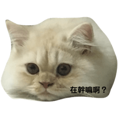 CAT DUKE