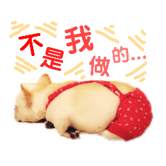 DoRaMi生活日誌