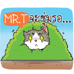 MRT cheeky cat e