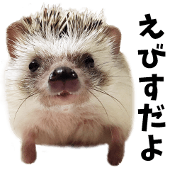 Sticker of Hedgehog YEBISU