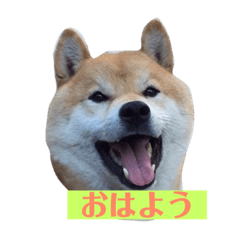 orange_20181222204234