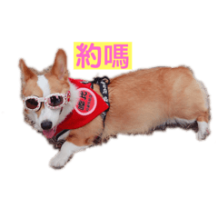 柯基犬X嘟比