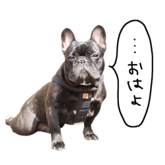 Frenchbulldog Worcester