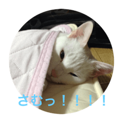 wagayanekoko