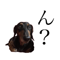 Scott Hibiki (Dog)