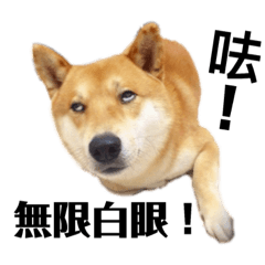 Shiba nike hot sale
