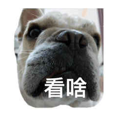 啵仔豬豬豬豬啵