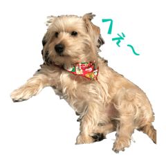 dachshund&mixdog