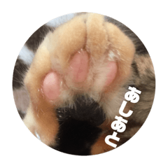 BIBI_20190104111429