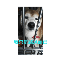 沒看錯就是這個