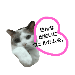 猫の ぷー君から 癒しの言葉を Line スタンプ Line Store