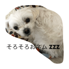Pon_20190105160221