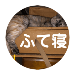 Cats Special