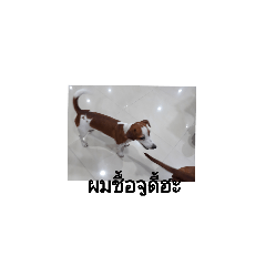 timmy_20190108001128