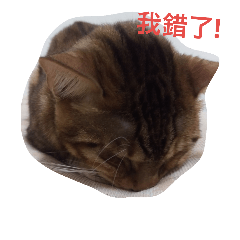 Qcat's life