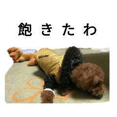 トイプードル Lineクリエイターズスタンプまとめ Stamplist Part 6