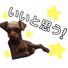 HaChi_20190104185915