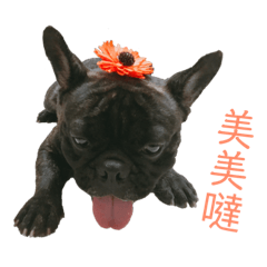 MochiFrenchBullDog