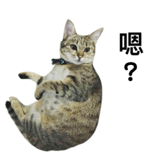 肥貓QQ