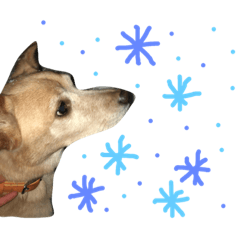 dog 7