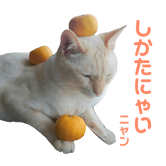 super lovely cat KOTAMA 'stickers