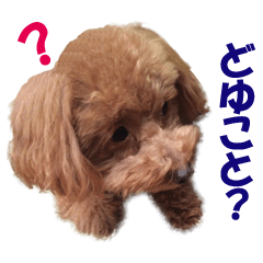 a real dog toy poodle moco japanese