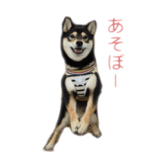 shibainu_kamome