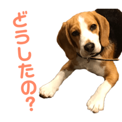 Beagle-pelo